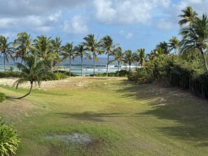Un espacio cubierto de césped con palmeras y vista al océano.