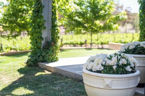 Outdoor potted plants with white flowers, a concrete pathway, and green foliage in the background.