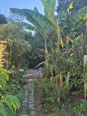 Un sendero en un jardín rodeado de exuberante vegetación y plantas de banano.