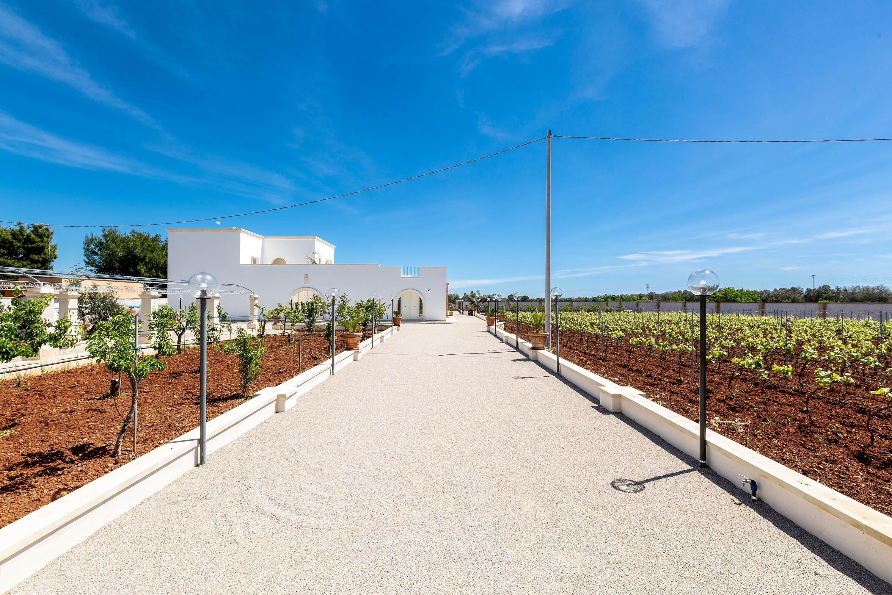 A pathway leading to a building with a white facade and arched windows, flanked by rows of young trees and a vineyard.
