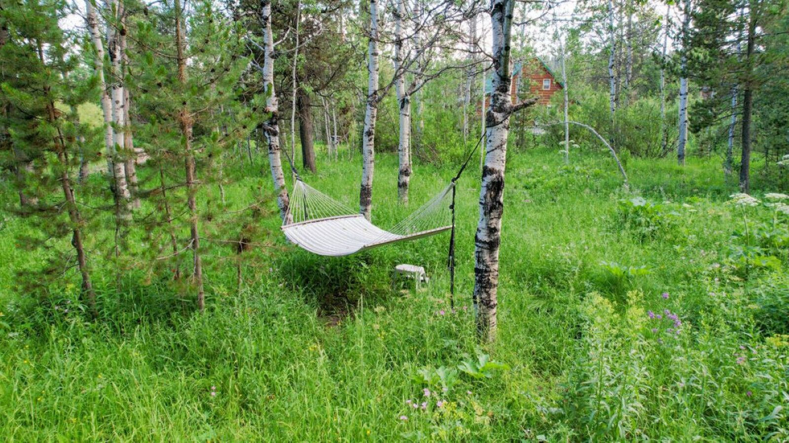 Un hamac suspendu entre des bouleaux, dans une forêt verdoyante.
