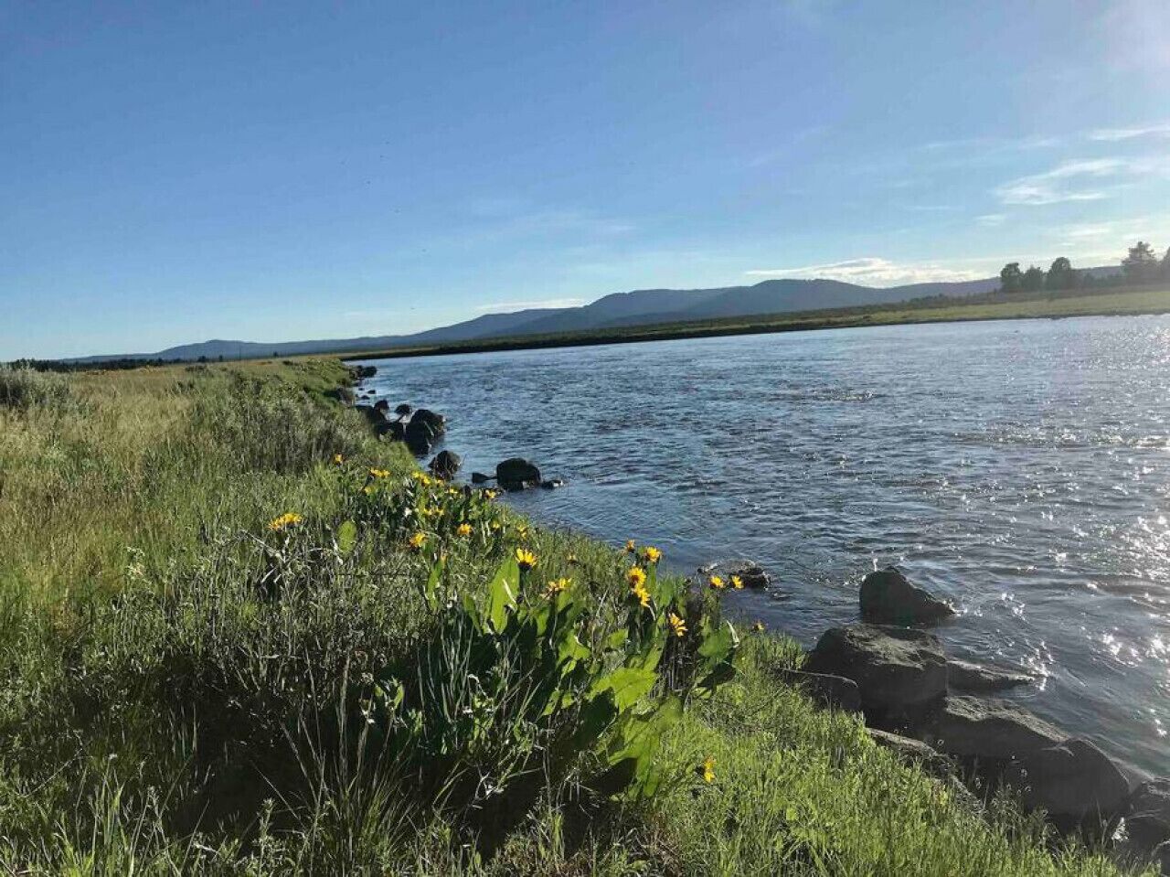 Un río con orilla cubierta de césped y flores amarillas.