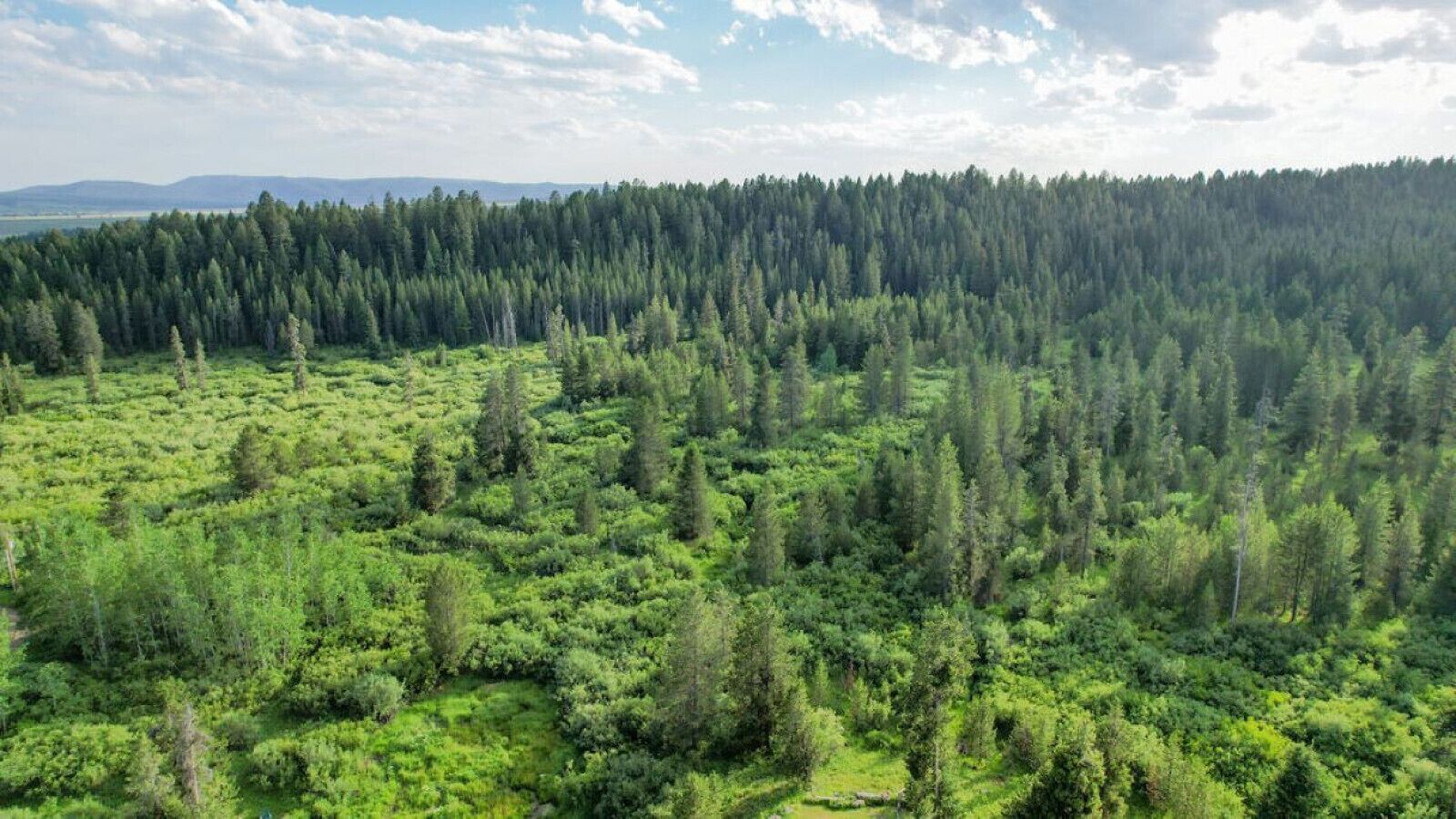 Un bosque frondoso con un cielo despejado.