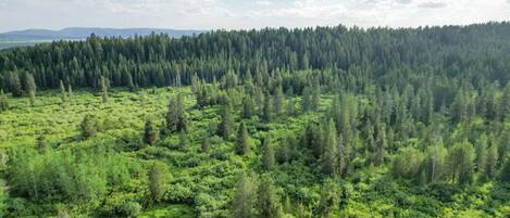 Un bosque frondoso con un cielo despejado.