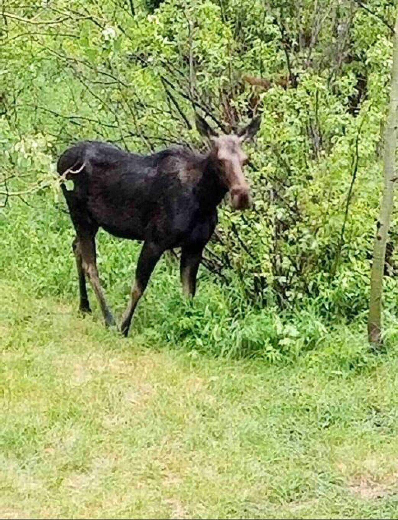 Ein Moschusochse steht in einer grasbewachsenen Landschaft, im Hintergrund dichtes Grün.