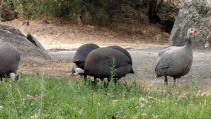 A group of turkeys in a grassy area with trees and rocks in the background. - Sleeping Wolf Guest House (Oakhurst)