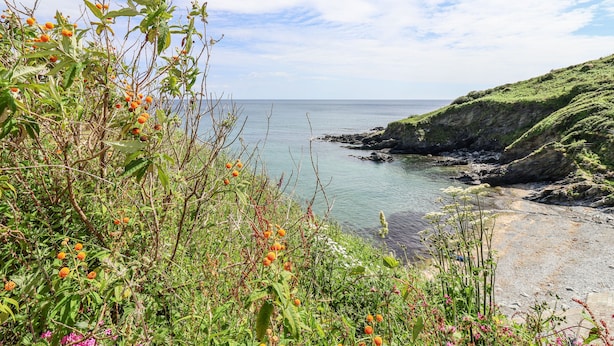 Un paysage côtier caractérisé par des falaises rocheuses, une plage de sable et une végétation variée, notamment des fleurs oranges et un feuillage verdoyant.