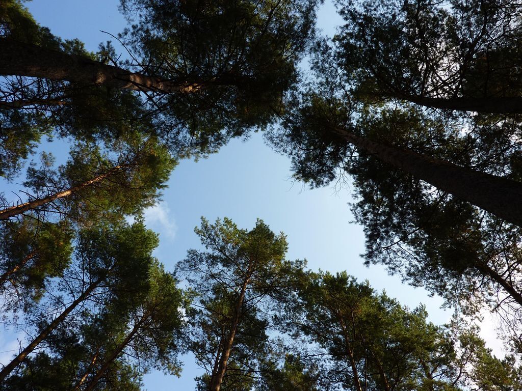 Vista de árboles altos contra un cielo despejado.