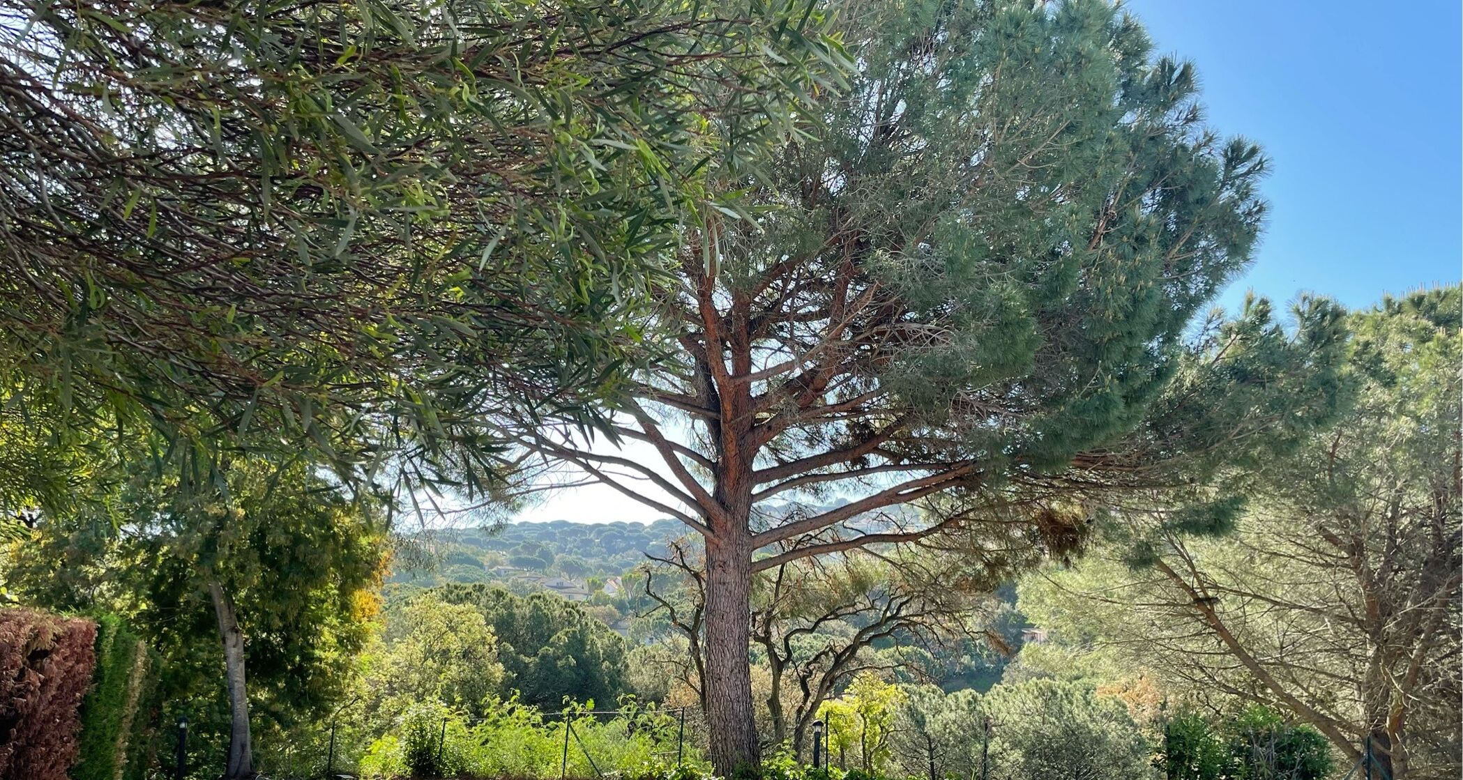 A tree with a thick trunk and dense foliage, surrounded by other trees and greenery.