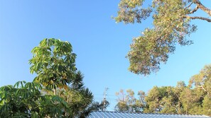 A clear sky with a variety of trees and a building with a sloped roof. - Mignon Cottage, 9 Noongah Terrace (Crescent Head)