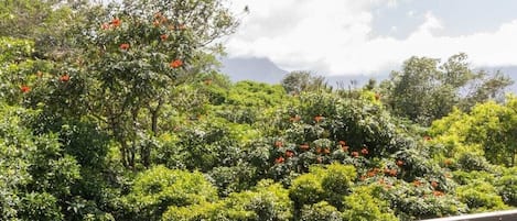 Un jardín exuberante con follaje denso y flores rojas, visto desde un balcón.