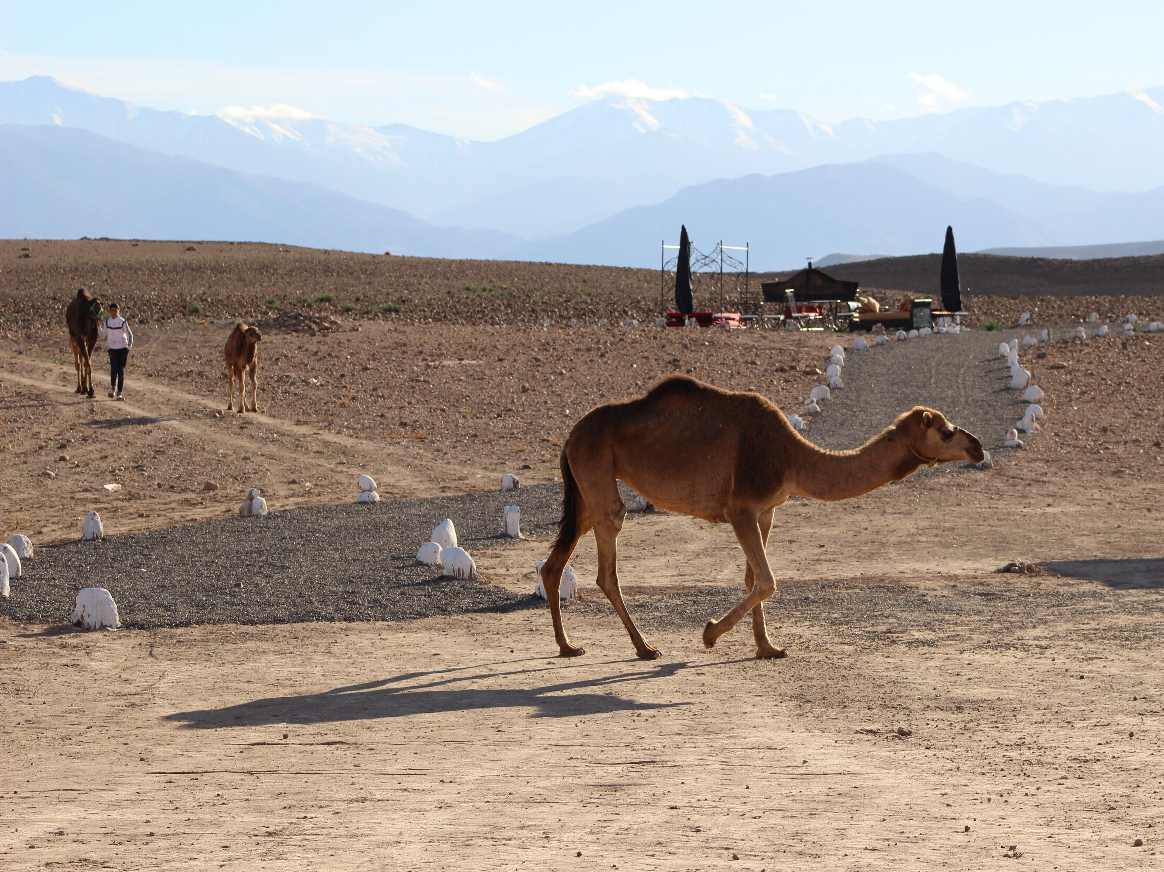 Un camello caminando sobre un sendero de tierra con un paisaje montañoso al fondo.