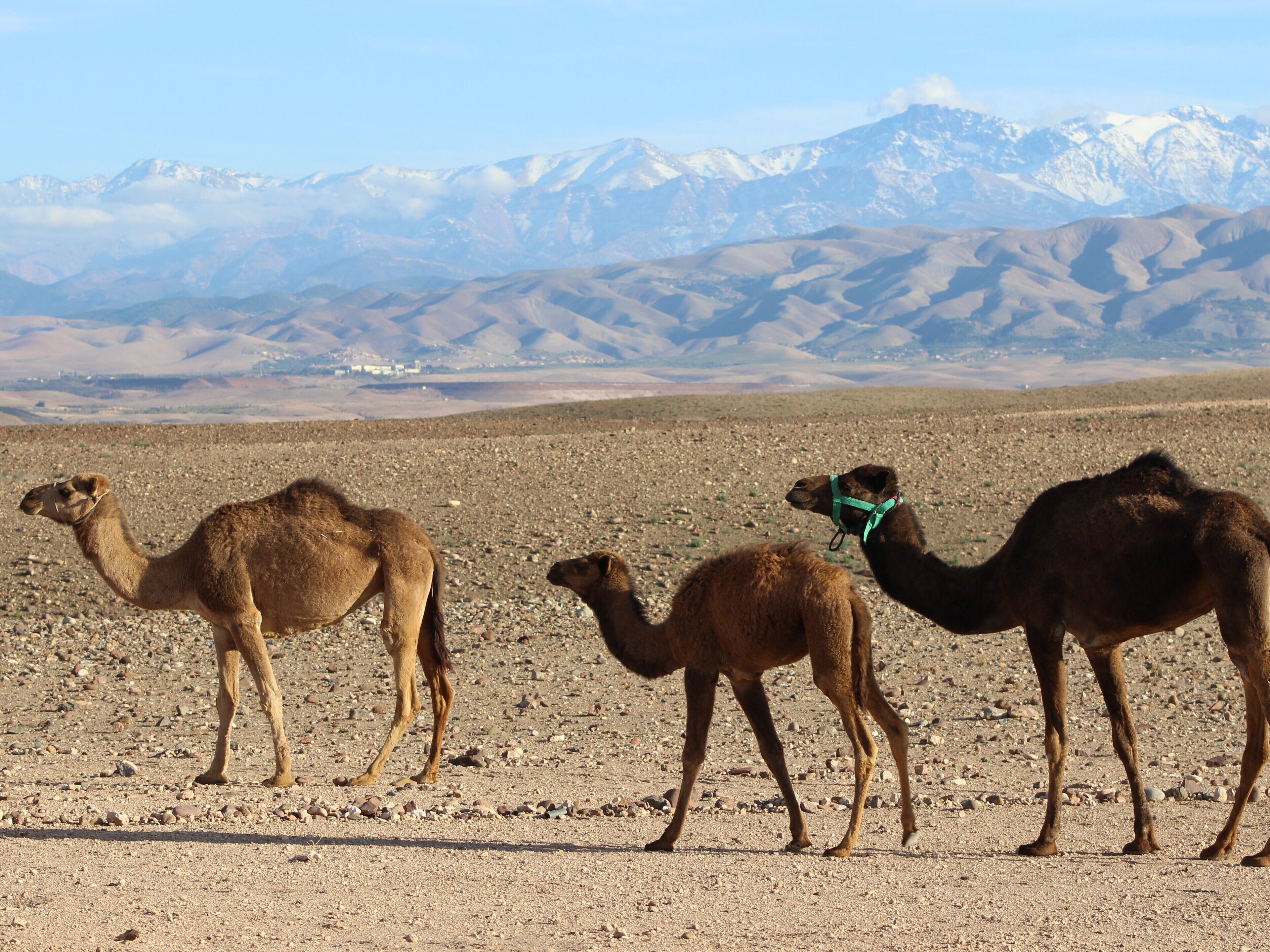 Three camels in a desert with mountains in the background.