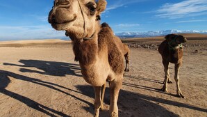 Un camello parado en un desierto con montañas al fondo.