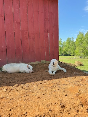 A red barn with a white dog lying on the ground and another dog sitting nearby. - Mini Farm Stay with Animals - Near Asheville (hendersonville)
