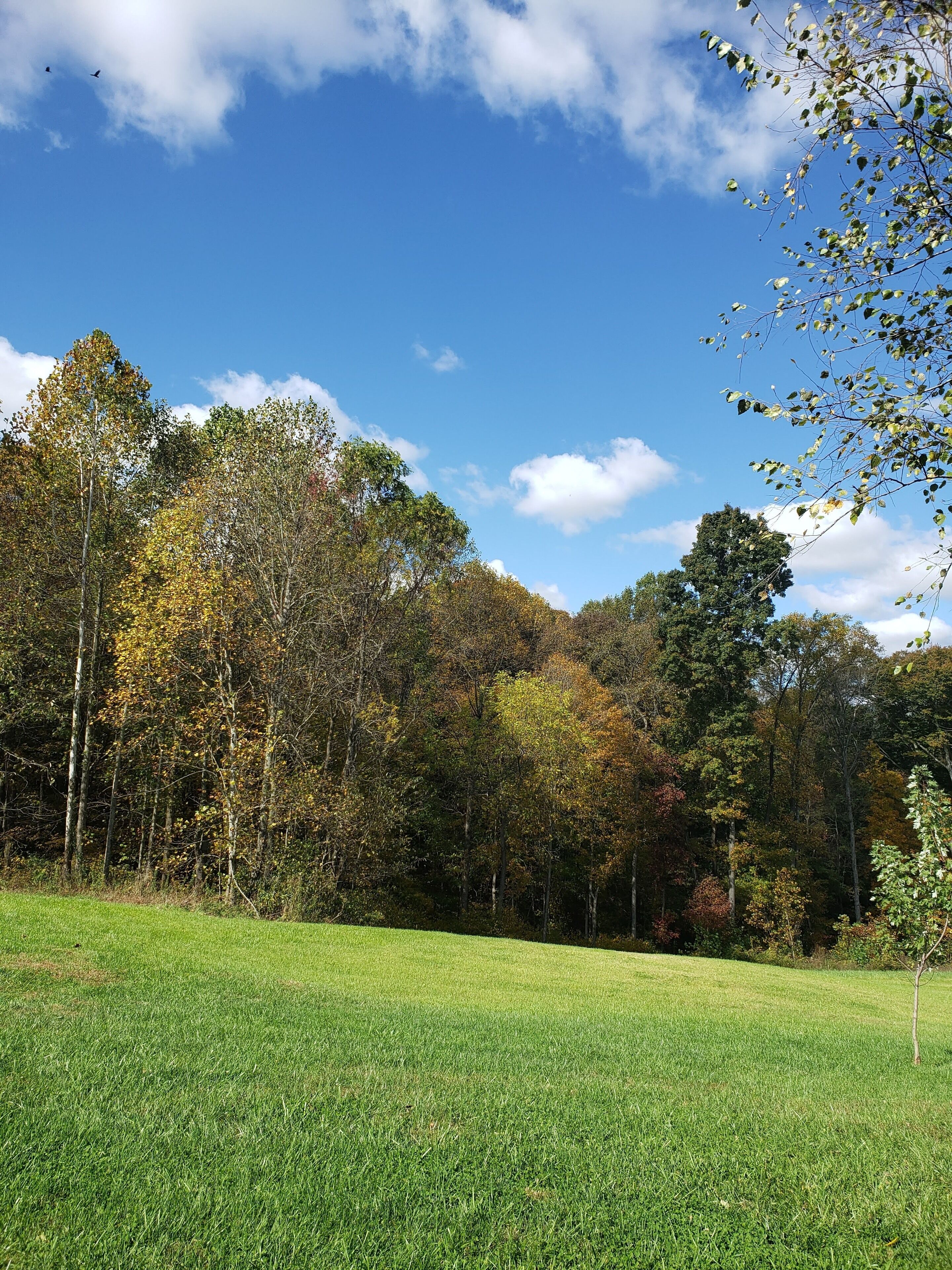 A grassy field with trees in the background.