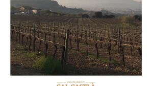 Viñedo con hileras de vides y un edificio al fondo.