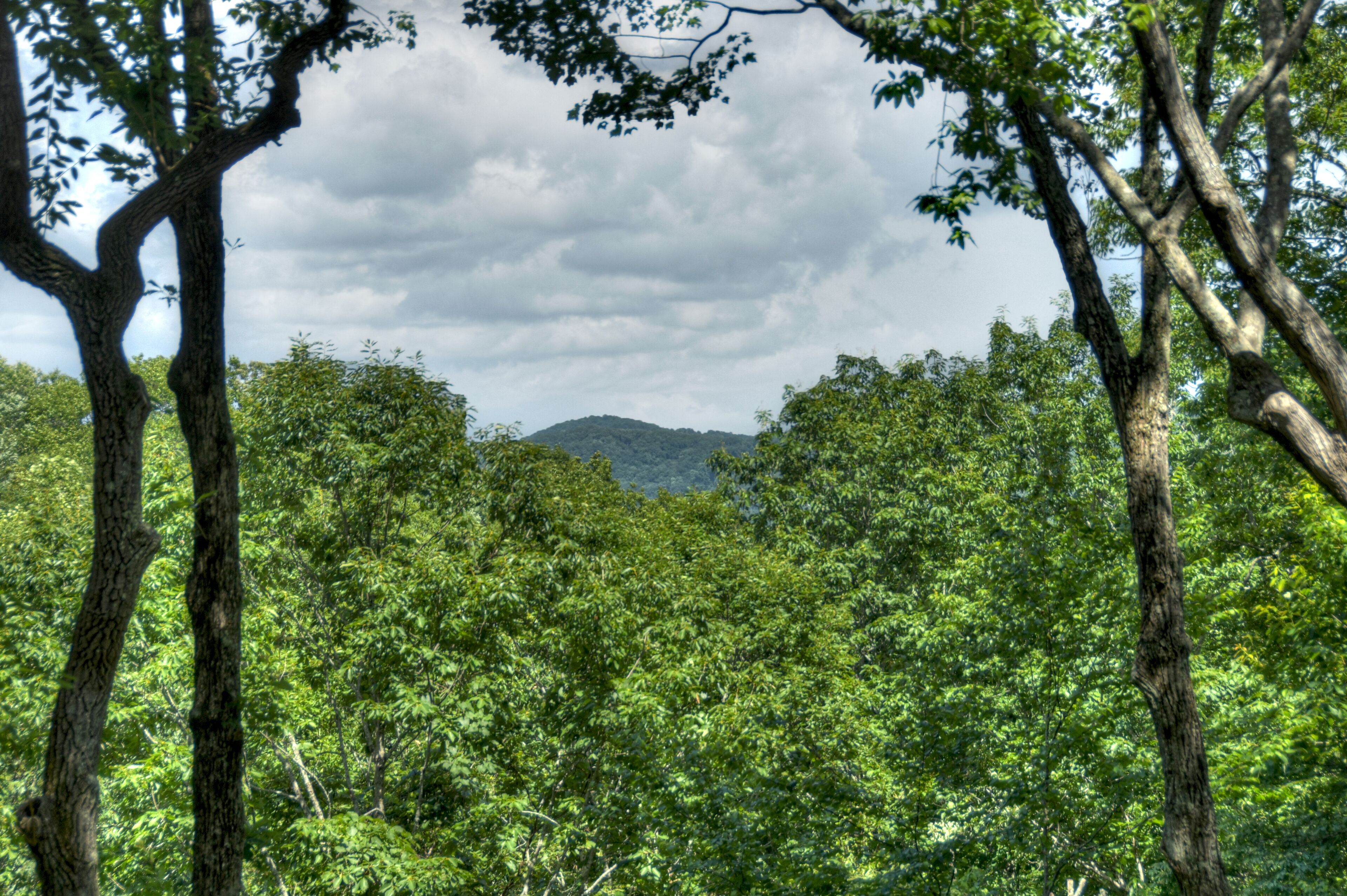 A dense forest with tall trees and a mountain in the background.
