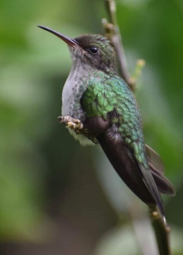 Property grounds - Organic Farm with Majestic Sea & Mountain View Wing 1 (2 Bedrooms, 2 Bathrooms) (Bluefields)