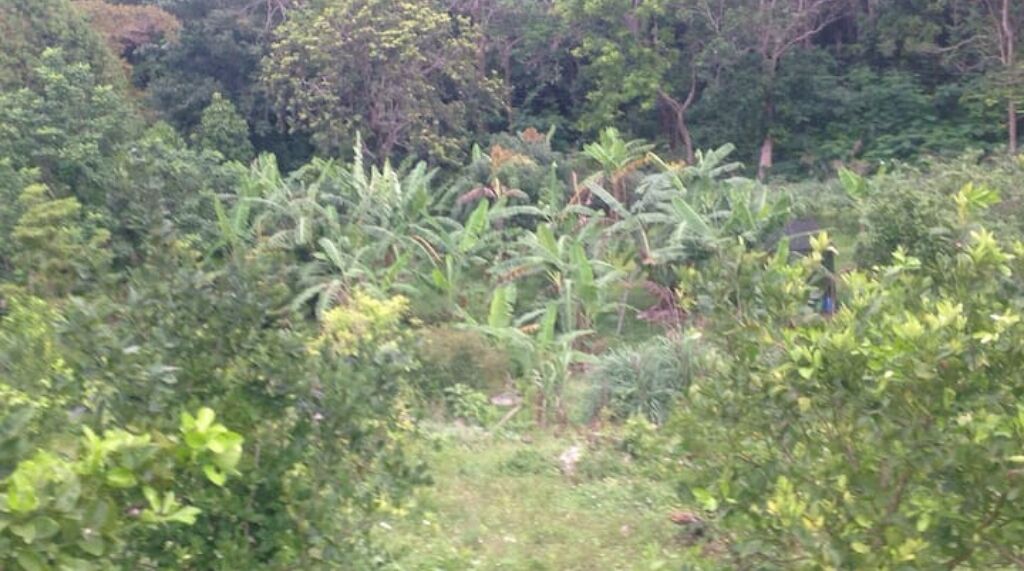 Un jardín tropical exuberante con diversa vegetación, incluyendo plantas de banano y otra frondosidad.