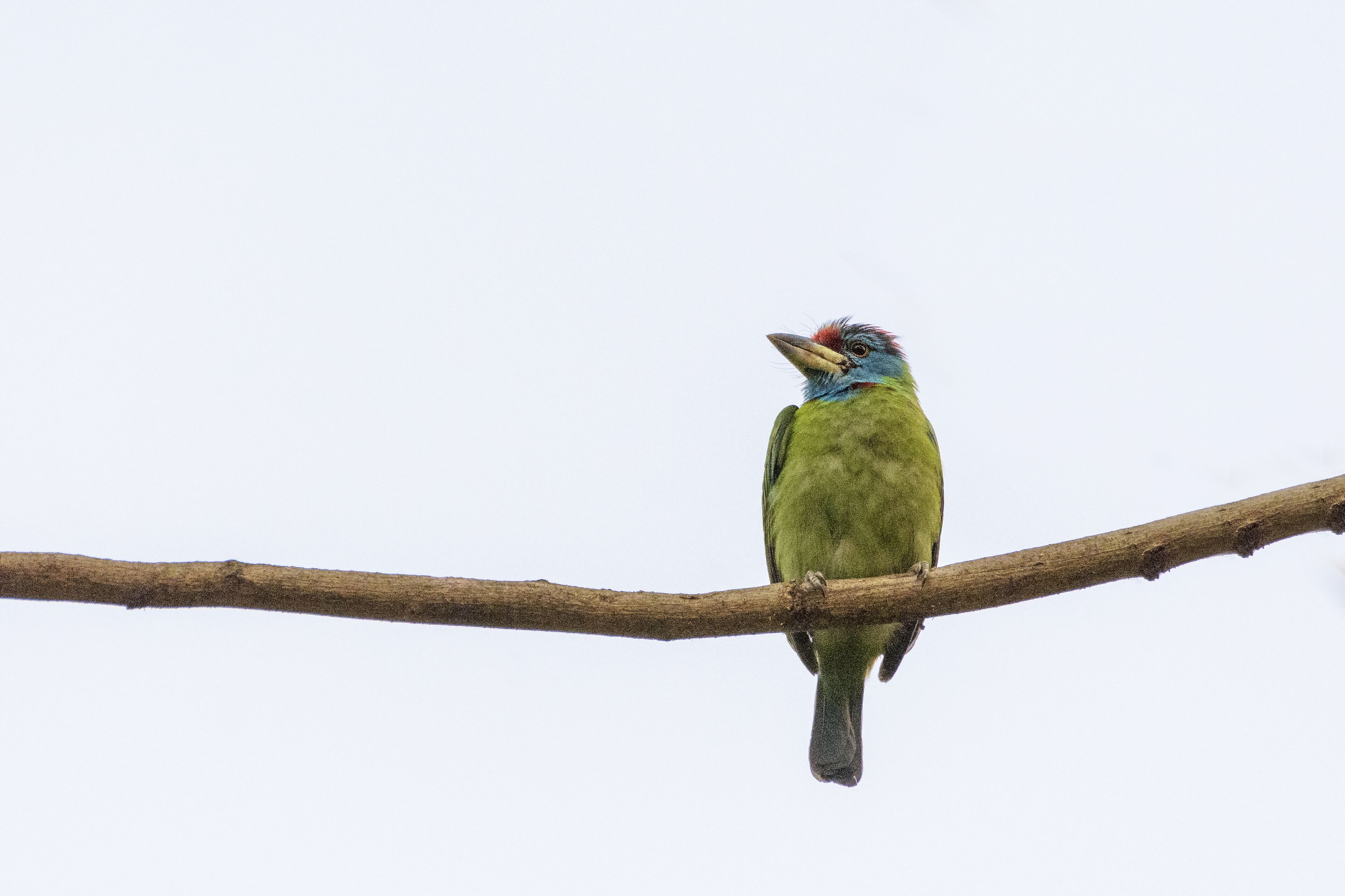 A bird perched on a branch.