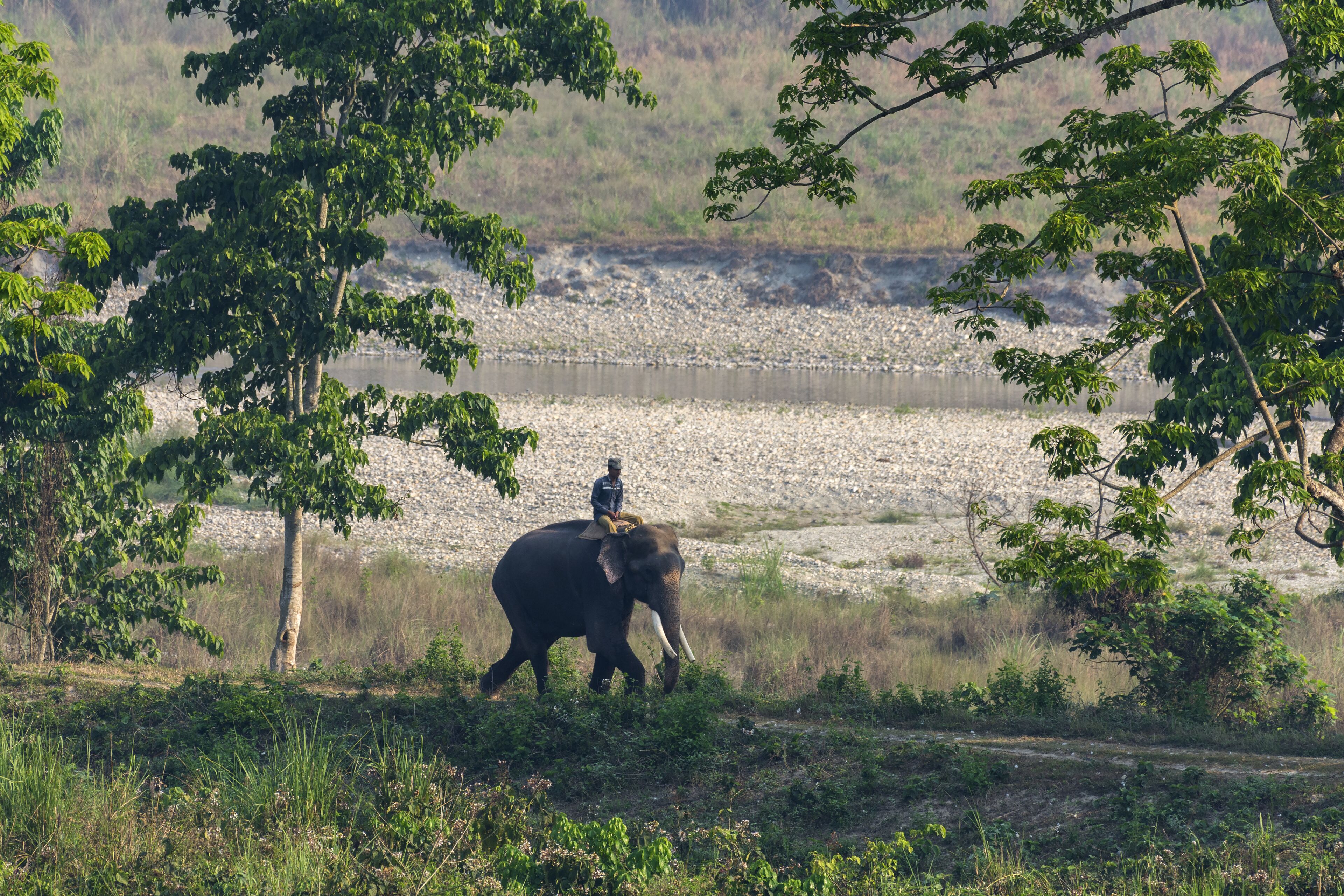 An elephant with a rider in a natural setting with trees and a body of water in the background.