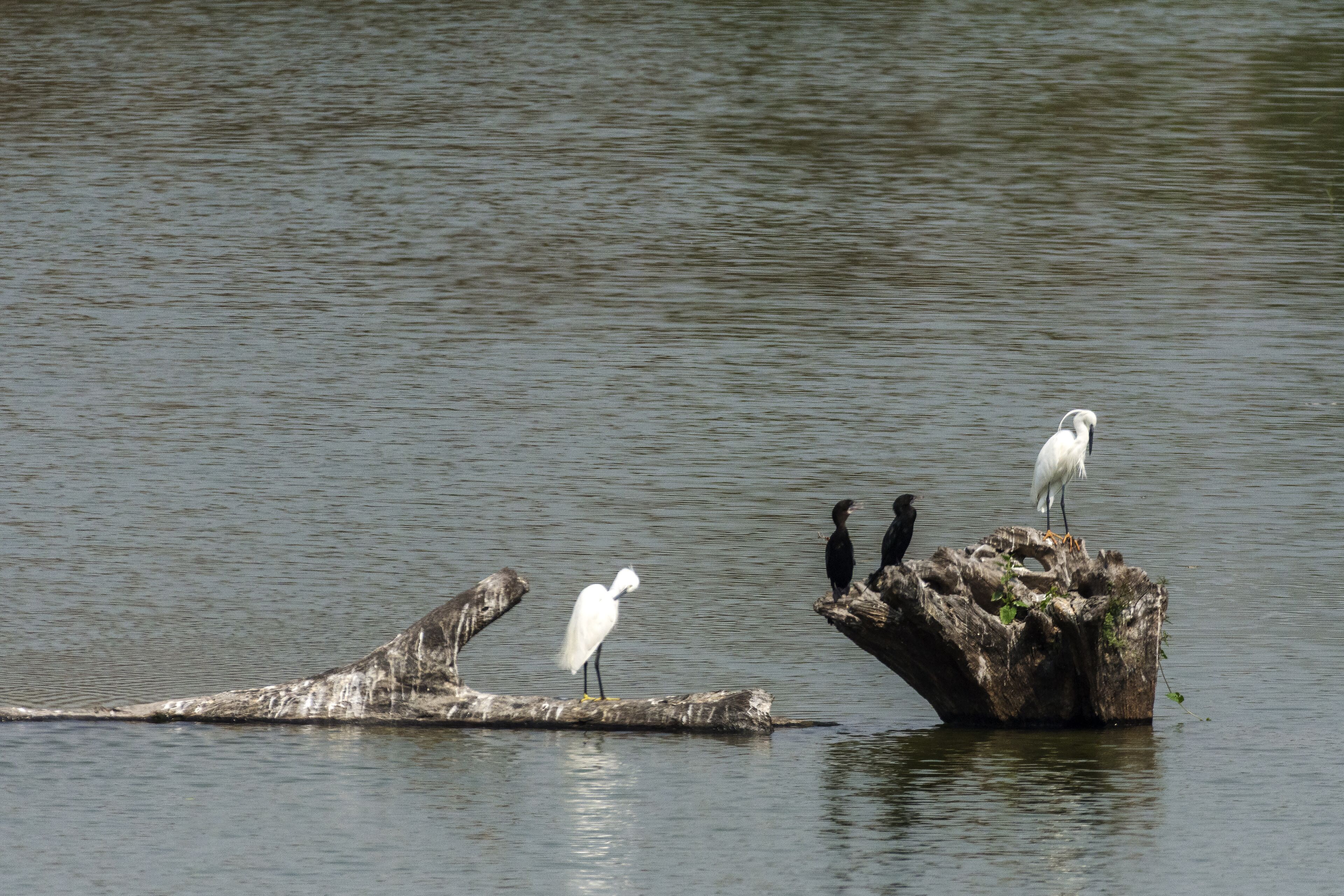 A log with three birds perched on it, surrounded by calm water.