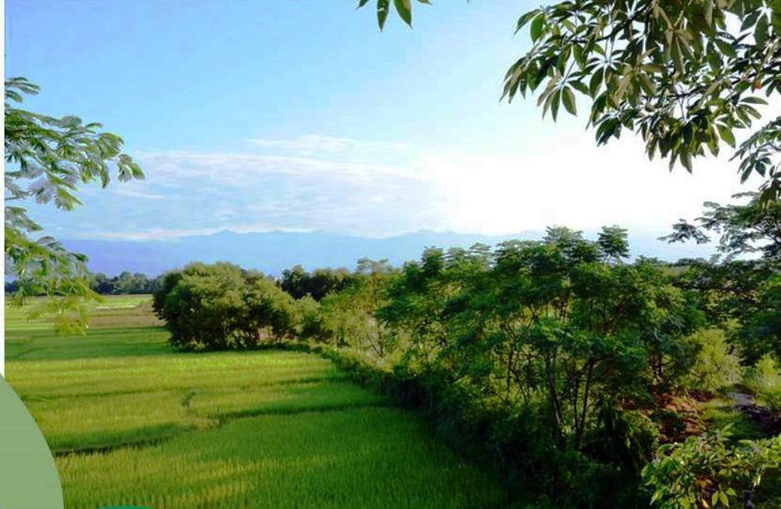 A lush green landscape with terraced fields and dense foliage.