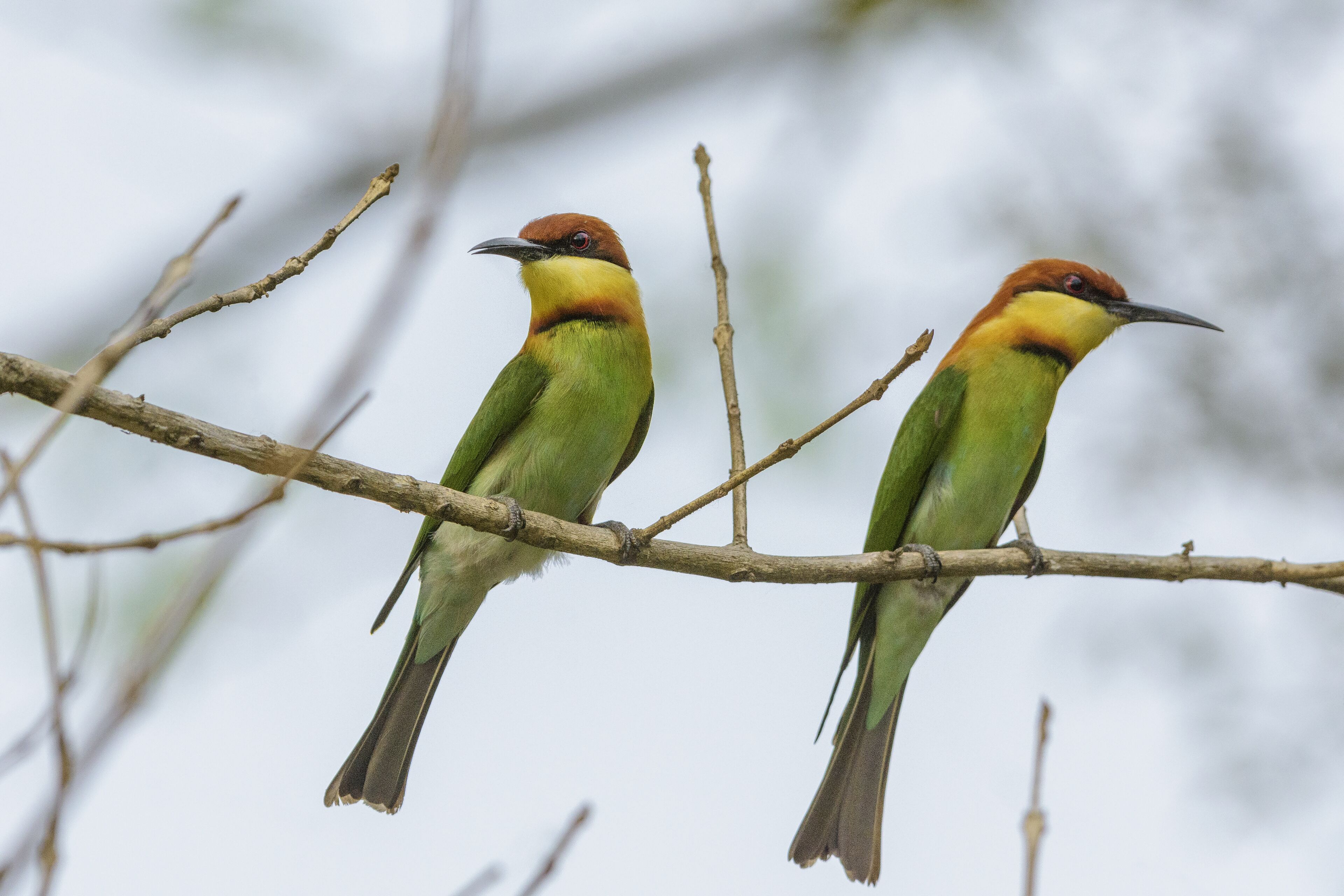 Two birds perched on a branch.