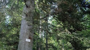 Eine Holzbrücke in einem Wald mit einem Schild an einem Baum.