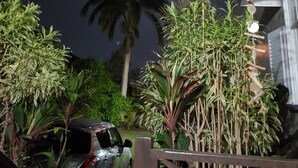 A covered outdoor area with a car parked under a wooden structure, surrounded by various plants and a palm tree.