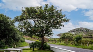 Mesa de piquenique e uma árvore à beira de uma estrada, com vista para um lago e colinas.