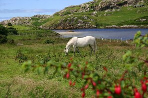 Un caballo blanco pastando en un campo verde con una costa rocosa al fondo.