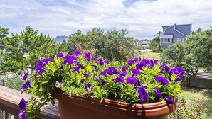 A balcony with a potted plant of purple flowers.