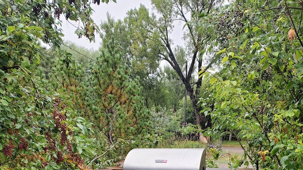 Una barbacoa damunt d'un pont de fusta envoltada de vegetació exuberant.