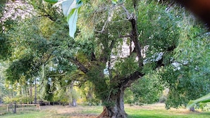 Un arbre gran en una zona verda, amb una construcció de fusta al primer pla.