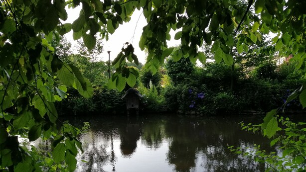 A tranquil pond with a wooden structure in the center, surrounded by lush greenery and trees.