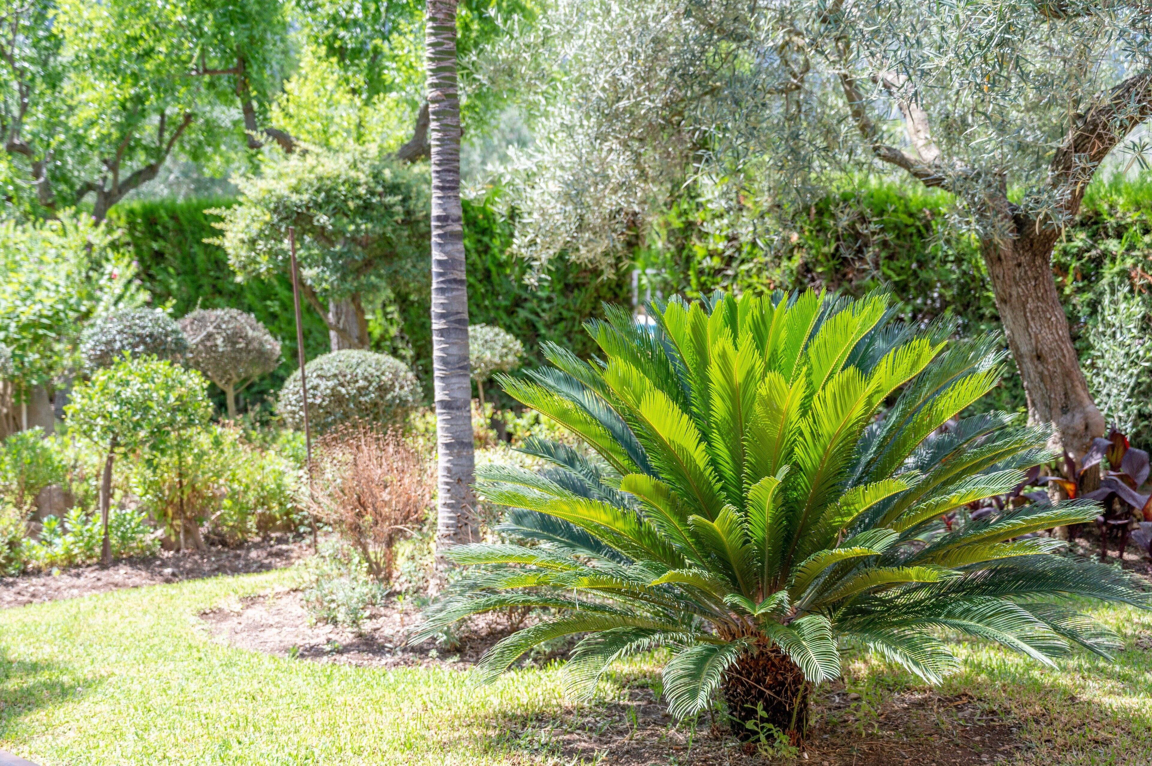 A garden with a variety of plants, including a prominent palm tree and a large fern-like plant.