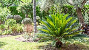 Um jardim com diversas plantas, incluindo uma palmeira imponente e uma grande planta semelhante a samambaia.