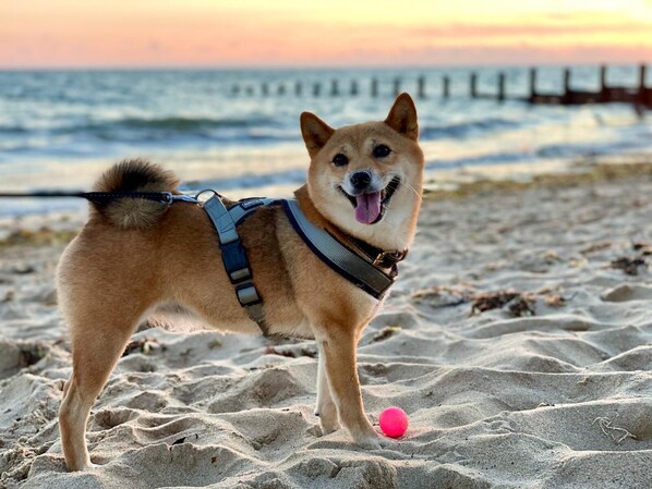 A dog on a leash standing on a sandy beach with a pink ball nearby.