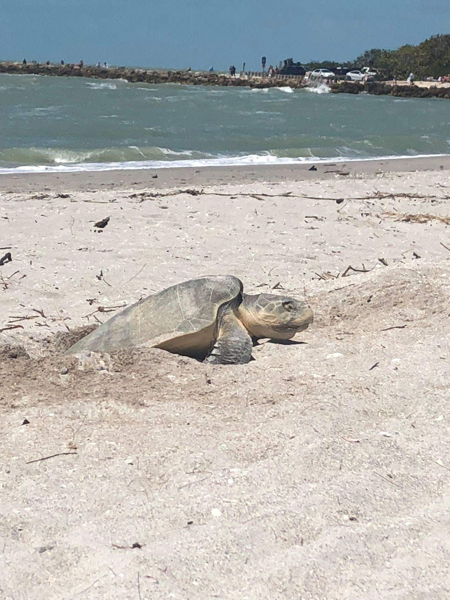 En skildpadde på en sandstrand med havet i baggrunden.