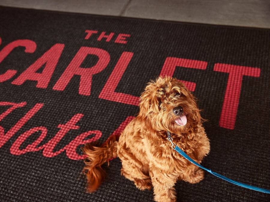 A dog sitting on a mat with the text "The Scarlet Hotel" visible.