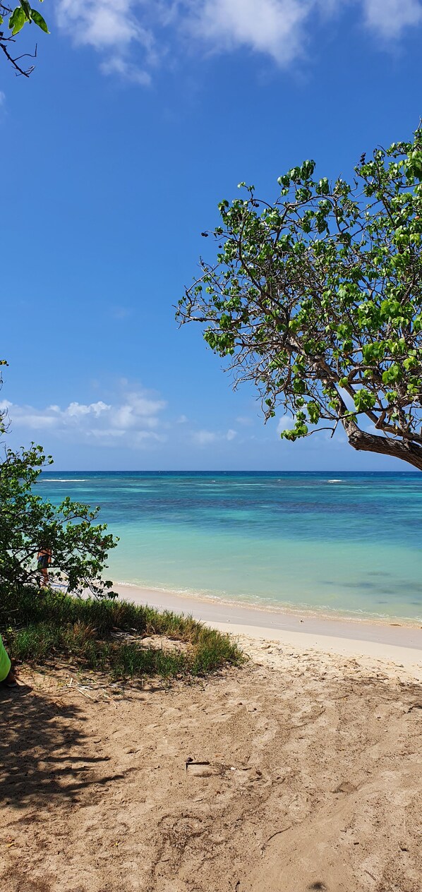 Enjoy a serene beach scene with turquoise waters and a sandy shore, framed by lush greenery.