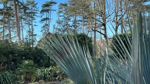 Un jardin avec de grands arbres et différentes espèces de plantes.
