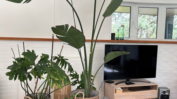 Un salon moderne doté d’un grand téléviseur à écran plat, de meubles en bois et de plusieurs grandes plantes en pot.