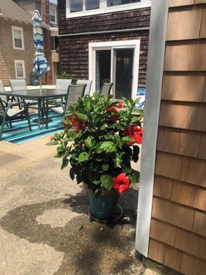 A patio area with a dining table and chairs, a potted plant with red flowers, and a wooden fence. - Steps to the beach (Seaside Park)