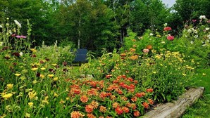 Un giardino con fiori diversi e un sentiero di legno.