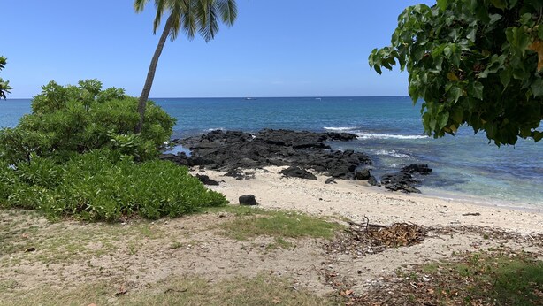 A beach with a palm tree, rocky shoreline, and clear blue sky. - Poolside Cozy 1br, 1Qbed plus 1QSofa bed, Med refrig, sm kitchen,2min to Ocean (Kailua-Kona)