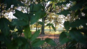 A park with trees and a grassy area. - Room in Guest Room - Alba Village Hotel Room Twin Beds (Alba)