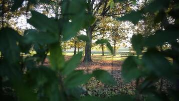 Room, 1 Bedroom, Accessible, Patio | Property grounds